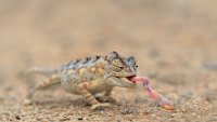 568 - LONGUE LANGUE - VEKEMANS MURIEL - belgium <div : 2016, Namibie, Swakopmund, cameleon namaqua, sable